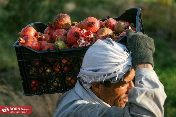 قیمت انواع میوه اعلام شد 
