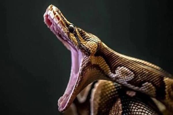 ویدیویی عجیب از حمله شاه کبرای عصبانی به مرد بومی+ فیلم