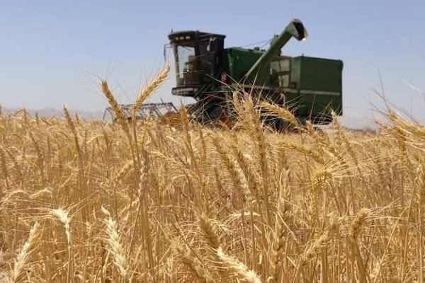 برداشت جو در بیش از ۳۸ هزار هکتار از اراضی آذربایجان غربی آغاز شد