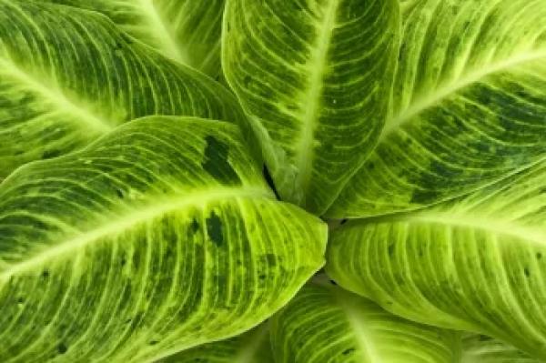 نگهداری و مراقبت از دیفن ماکولاتا تیکی، گیاهی زیبا و جذاب