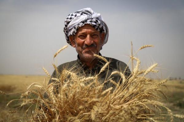 بیش از ۷۰۰ تن گندم از کشاورزان کاشان خریداری شد