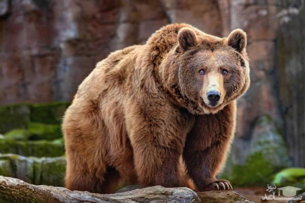 فیلمی منحصربفرد از کشتی گرفتن دو مرد روسی با یک خرس گریزلی در جنگل