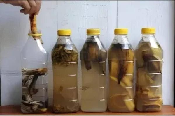 اگر این راز را بدانید دیگر پوسته های موز را دور نمی اندازید!