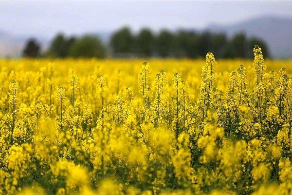 ۲۳ هزار تن کلزا در مازندران خرید تضمینی شد