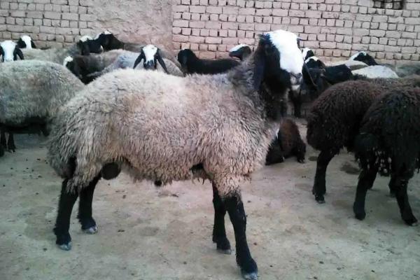 قیمت گوشت گوسفند در استرالیا رکورد زد