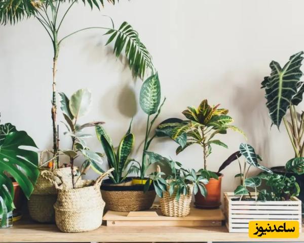 7 گیاه آپارتمانی برای فرار از حال و هوای خسته‌کننده این روزها /خانه‌ات را به بهشت استوایی تبدیل کن!
