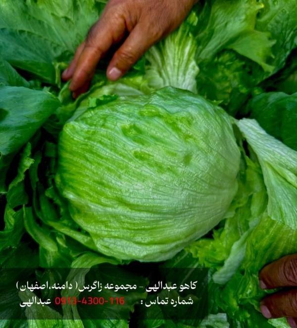  کاهو ایسبرگ و کاهو عبدالهی و کاهو دامنه با کیفیت جهانی 