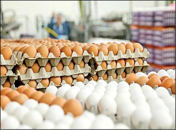 قیمت تخم مرغ در بازار