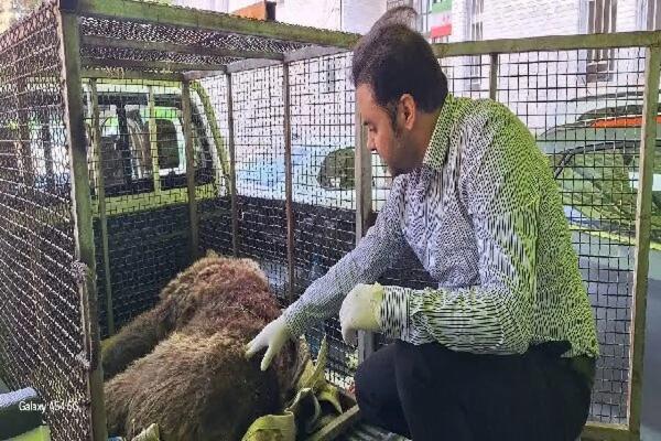 شلیک به خرس قهوهای در دنا؛ قطع نخاع خرس ماده و آغاز پیگرد قضایی شکارچی