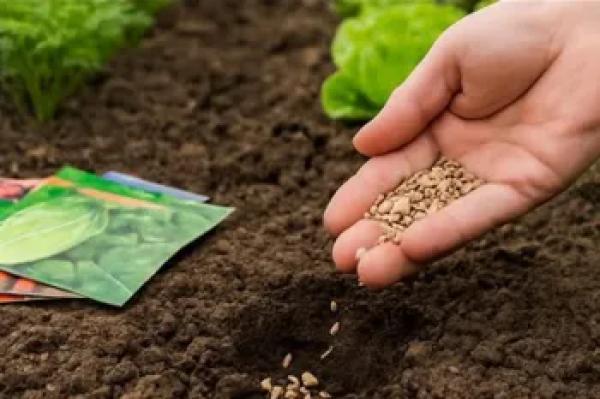 این گیاهان را در تیر ماه بکارید! تنها در عرض چند هفته برداشت کنید