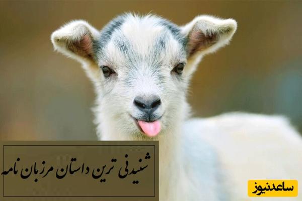 داستان‌های کوتاه ولی آموزنده و جذاب/ آواز بزغاله؛ باحالترین حکایت مرزبان نامه/ بله خوب هرچی عوض داره غصه نداره که!