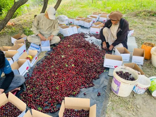 فعالیت بیش از ۵۰۰ باغدار طارمی در تولید گیلاس