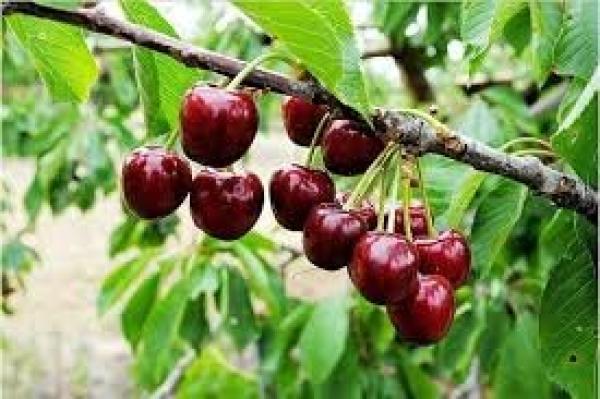 تصاویر جالب از برداشت گیلاس در باغات روستای طامه نطنز | ویدئو