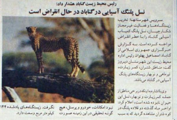 سلام به پلنگ آسیایی | انقراضی که هنوز قطعی نشده
