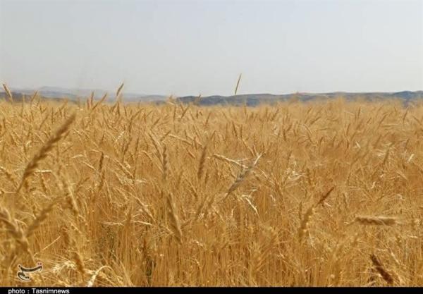 پرداخت ۴۲همت به گندم‌کاران/ ۳۰درصد مطالبات باقی مانده است 