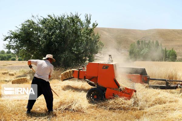برداشت جو از مزارع آذربایجان غربی آغاز شد
