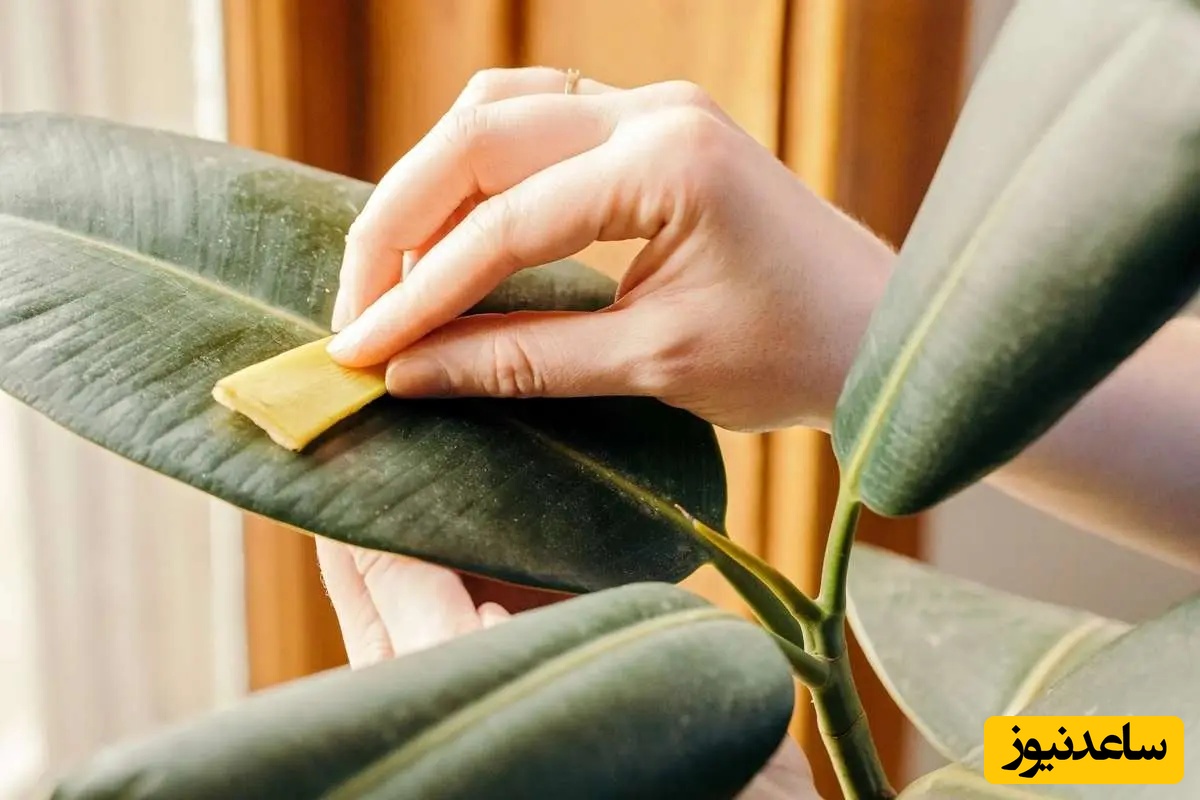 4 روش آسان برای تمیز کردن برگ گیاه/+ روش عالی برای براق کردن برگ گیاهان آپارتمانی