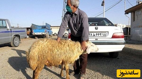 معاوضه گوسفند با پژو/ گوسفند بده پژو بگیر!