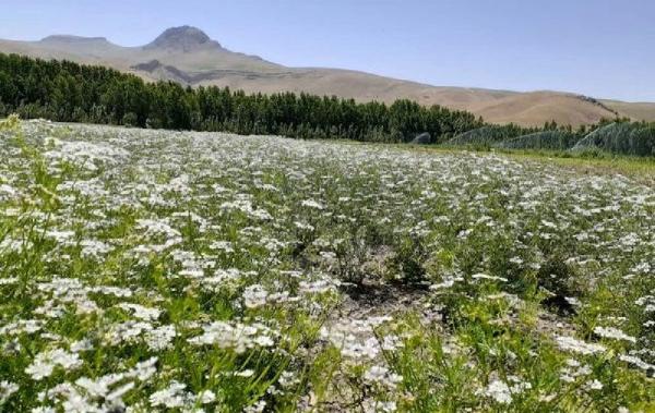 رشد ۳۵ درصدی کشت گشنیز در ملایر