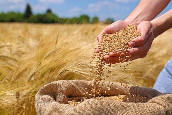 چرایی افت تولید و کیفیت گندم گرمسار