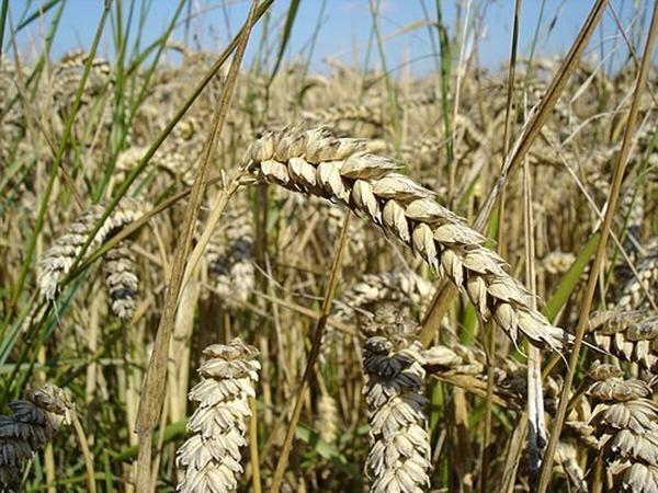  آغاز برداشت گندم از ۸ هزار هکتار زمین در شهرستان خداآفرین 