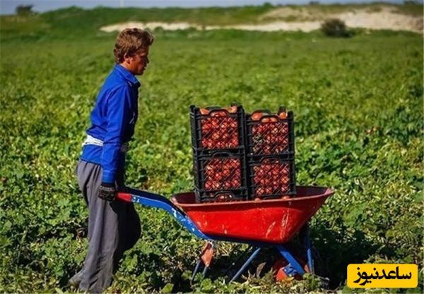 خلاقیت تحسینبرانگیز و خندهدار "کشاورز تبریزی" در تبدیل تایر کهنه به باغی از بهشت حماسه آفرید/خلاق تویی، بقیه اداتو در میارن داداش😂