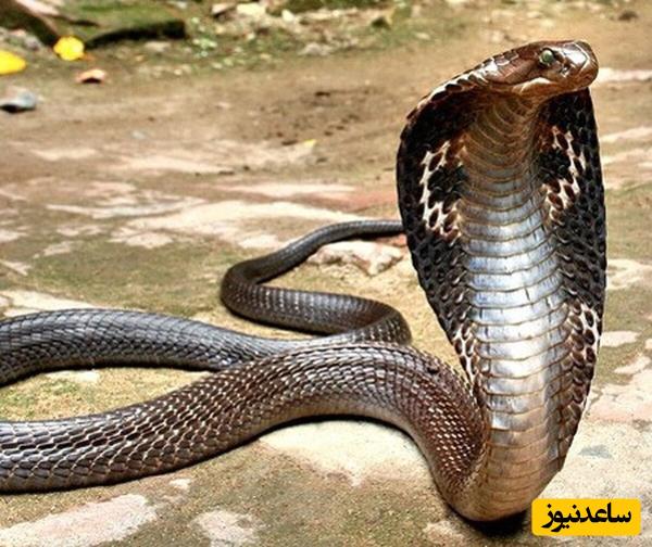 ویدیوئی بی نظیر از مهارت مارگیر مشهور هندی در بیرون کشیدن سه مار کبرا از دیوار گلی/از داخل دیوار مار میجوشه!!