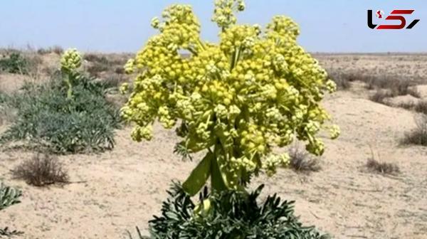  آنغوزه؛ طلای سبز با ارزش بالای 10 میلیون 
