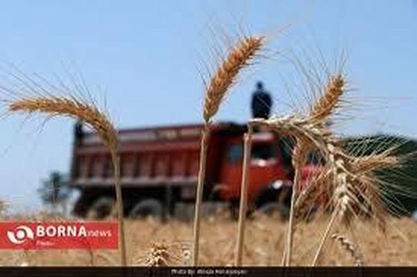 خرید تضمینی ۴۹ هزار تُن گندم از کشاورزان لرستانی
