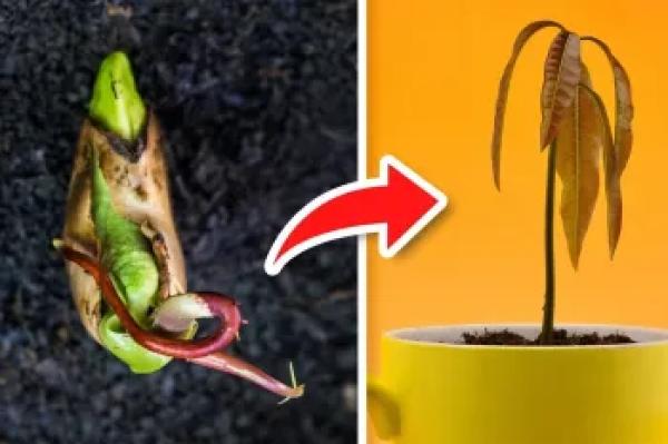 ۵ ترفند برای جوانه زدن فوق سریع انبه!