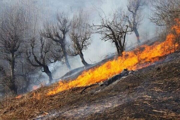 لزوم برنامه ریزی برای حفاظت از جنگلهای کردستان