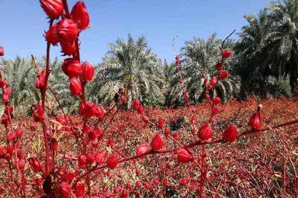 توزیع بذر چای ترش دارویی در آبادان