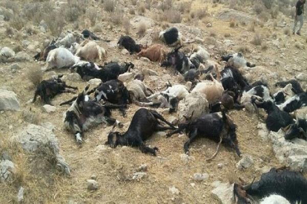 ۱۱۷ راس گوسفند با سقوط از ارتفاعات ماهنشان تلف شدند