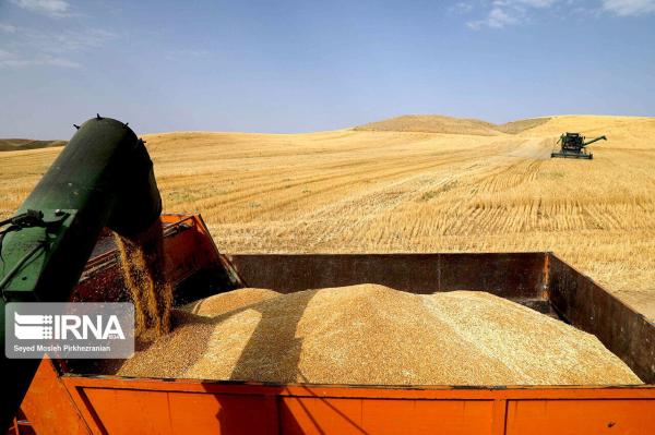 ۱۴ هزار تن گندم در اصفهان خرید تضمینی شد