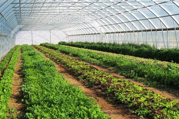  رونمایی از پوشش گلخانه صرفه‌جو تا پایان زمستان 