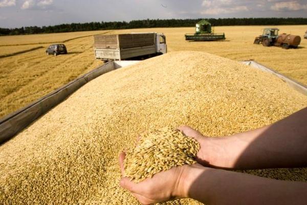 آمادگی ۴۳ مرکز برای خرید گندم و کلزا در آذربایجان‌غربی