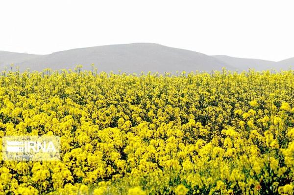 خرید تضمینی دانه‌های روغنی در شیروان خراسان‌شمالی آغاز شد
