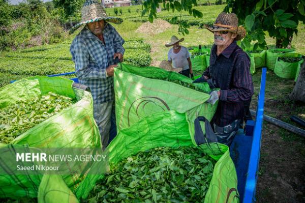 آغاز چین دوم برگ سبز چای ؛ ۵۰ درصد مطالبات پرداخت شد