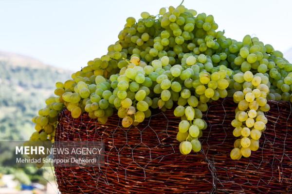 آغاز برداشت انگور در شهرستان خلیل آباد