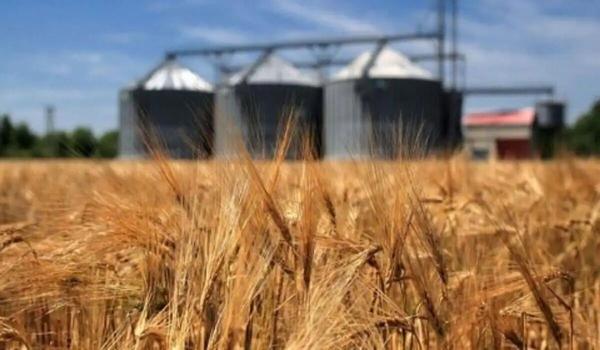 تعاون روستایی هرمزگان بیش از ۴۷ هزار تن گندم را خرید تضمینی کرد