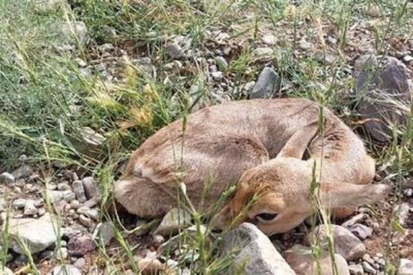مشاهده یک بره آهو در دشت مغان