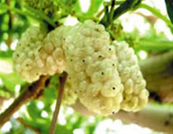   دیگر برای افسردگی قرص و دارو نخورید! 