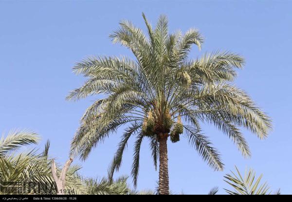 «مَچ بند» آرایش نخل خرما، سنتی دیرین در سیستان و بلوچستان