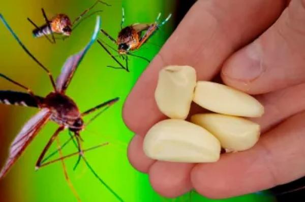 روش طبیعی برای از بین بردن پشه کوره با ۱ حبه سیر