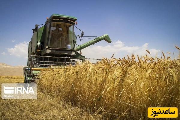 خرید تضمینی گندم از مرز 3 میلیون و 800 هزار تن گذشت