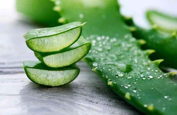  خواص معجزه گر آلوئه ورا برای درمان بیماریهای مقعدی 