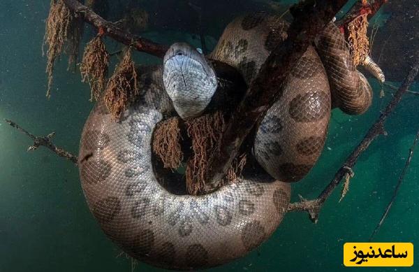 تلاش خطرناک ماهیگیرها برای شکار بزرگترین مار آناکوندای جهان
