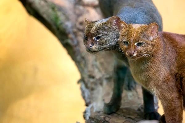 آشنایی با عجیبترین گربه جهان