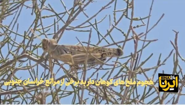 فیلم| هجوم ملخ‌ها به برخی از مراتع خراسان جنوبی