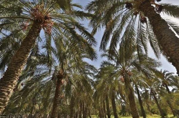 دادستانی: تغییر کاربری غیرمجاز باغات، آینده هویتی بم را تهدید می‌کند
